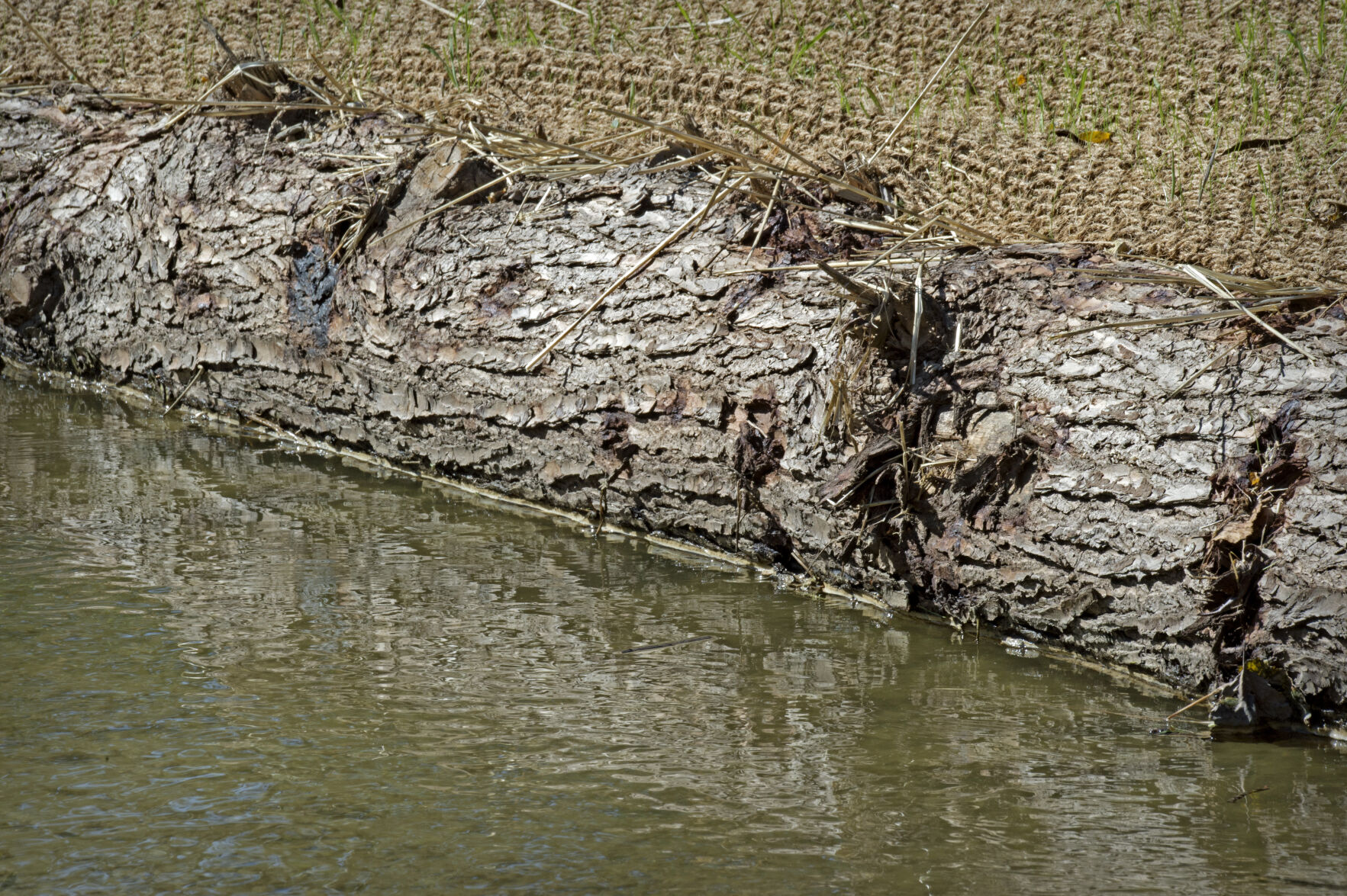 Streambank restoration
